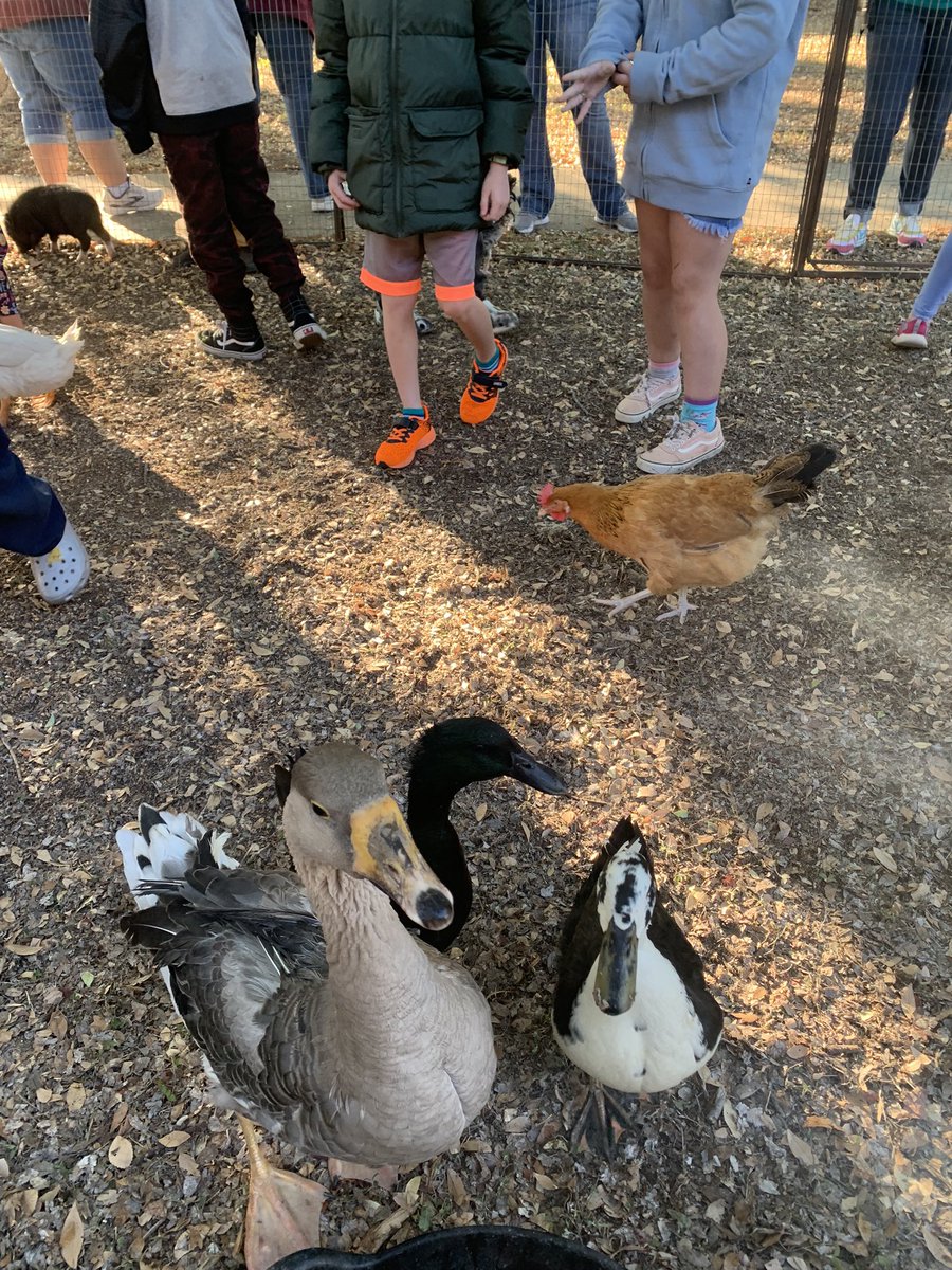 MsBowers_'s tweet photo. These party animals were rewarded for their high attendance with a petting zoo today! Woohoo! @CFELISD 🥳 https://t.co/Xt8OrFHnmJ
