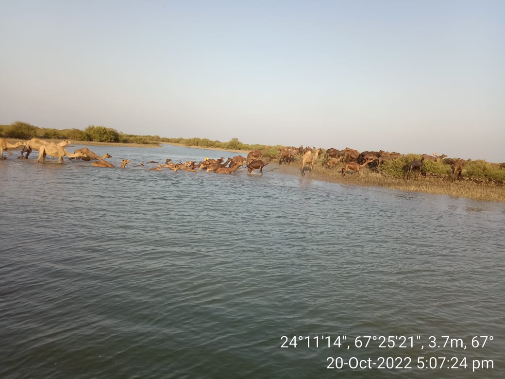 ShehzadSadiq6's tweet photo. Shifting of Camels to the areas allocated for camel brousing/grazing under the supervision of field staff of Coastal Forest Division Karachi. https://t.co/ZCgLRWVkLm