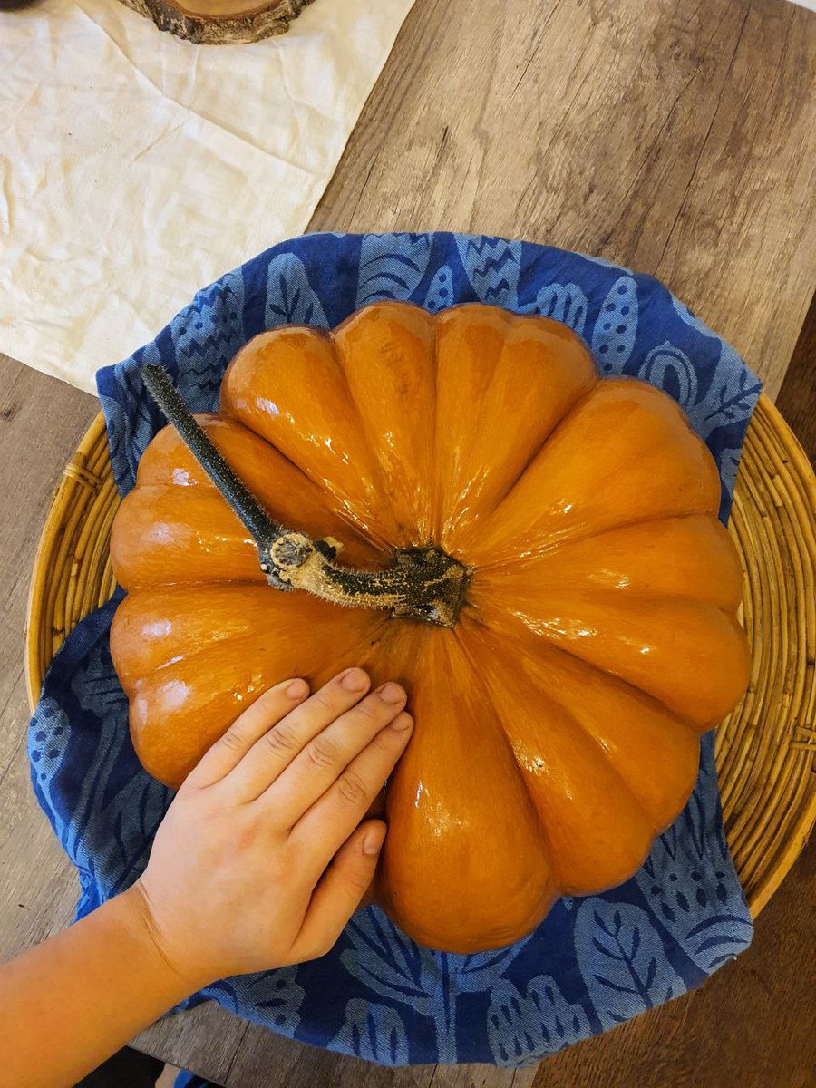iridescentPhant's tweet photo. @celineorelse the garden thread and your enthusiasm for these pumpkins inspired me to try growing them☺️ harvested the first one today sooo now I just need to wait for 3 weeks and then I'll have far too much pumpkin - thank you for the thread, it made me try gardening again https://t.co/E26ZeX6V3j