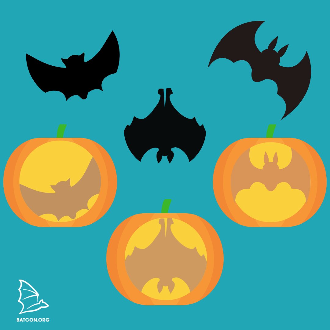 Let's slice some pumpkins 🎃
batcon.org/about-bats/gam…
#Halloween #Pumpkins #Bats