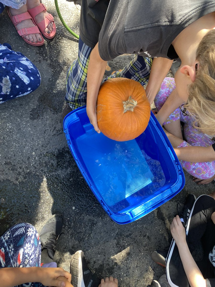 Fall is here! Pumpkins abound! If we place this pumpkin in water, will it sink or float? Stay tuned for the result! #STEAM #sinkorfloat #Science @nelaschoolsrock @lausd_ldc @MCarazoLAUSD @thenewYorkBlvd