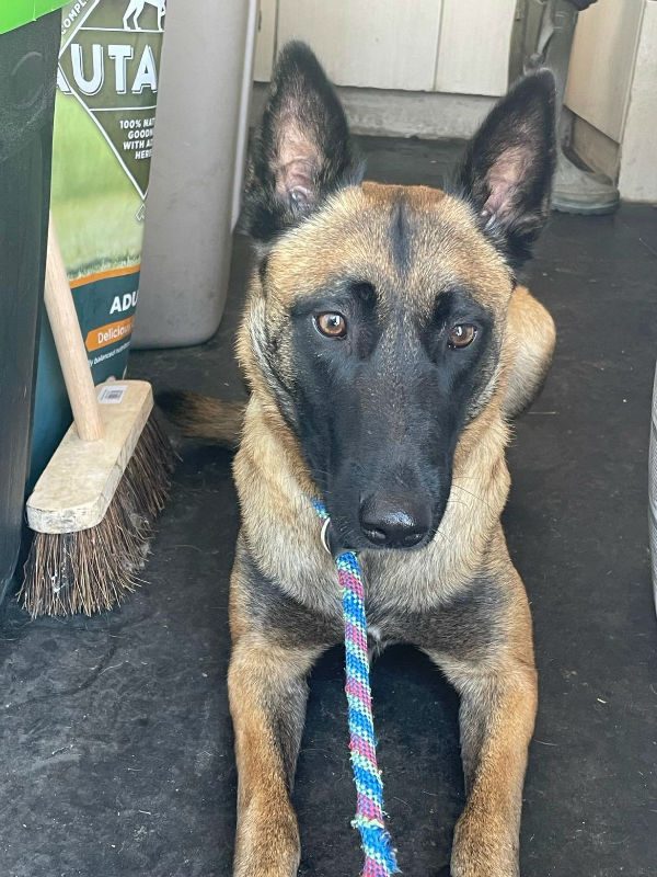 gsrescueelite's tweet image. Polly is 2yrs old and she was seized from a horrible situation, Polly has can live with older kids and is ok with most #dogs with careful intros but needs a patient home as she can be wary of men 
#germanshepherd #Essex 
gsrelite.co.uk/polly/