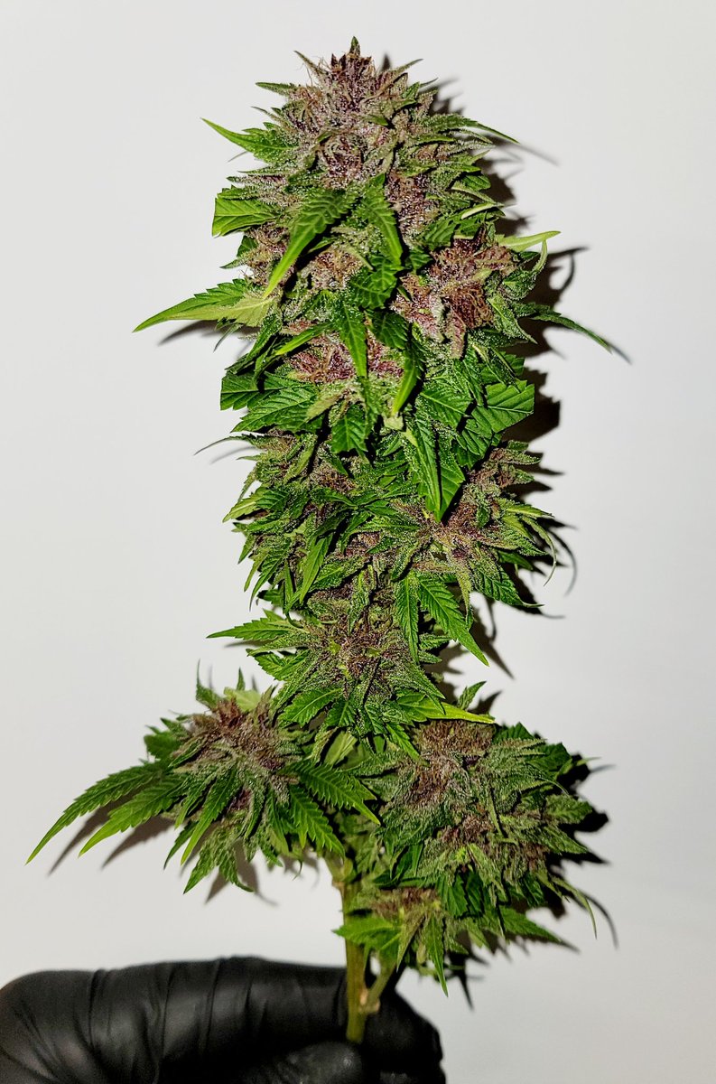 FatBoyFarms's tweet photo. What's up #weedcommunity?  This purple lemonade smells  Unlike anything I've ever had the pleasure of smelling, Which makes this one of my most exciting strains to try!
#cannabislife #420day #WeedLife https://t.co/mYb5MaQ82N