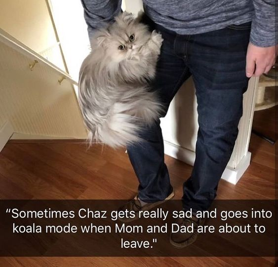 WholesomeMeme's tweet photo. https://t.co/0n1bfjzhgM
