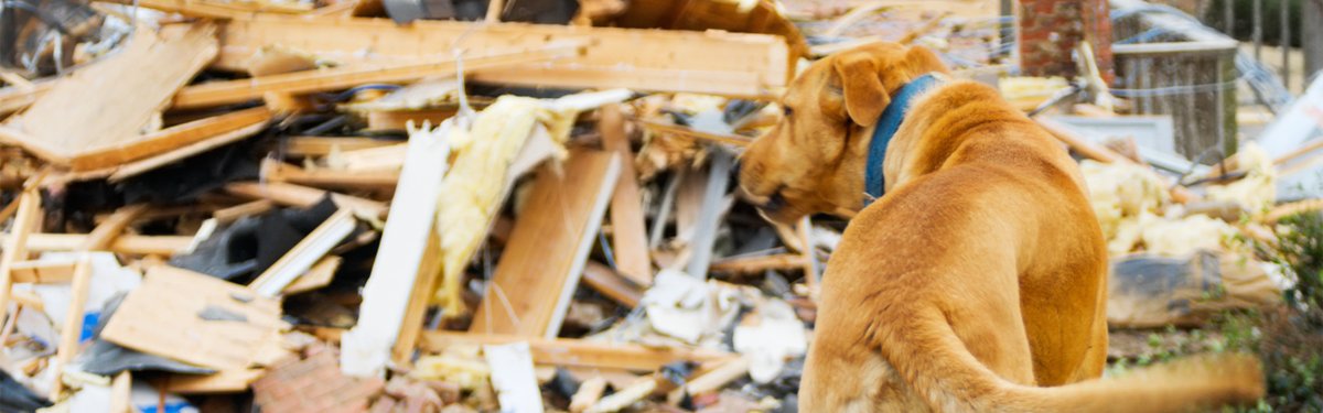 Tweet by AVMA (American Veterinary Medical Association)