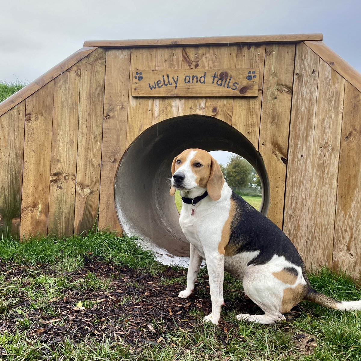 DerekHextall's tweet photo. ๐พRoxy had a great time at #WellysandTails #FreedomField during our time in #LakeDistrict โฆ.perfect treat for all the miles trailed๐ถ๐@DGCRC @lakedistrictnpa @EdenCouncil @CumbriaCC https://t.co/fDqEQtIViJ