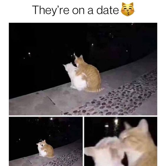 WholesomeMemes tweet media