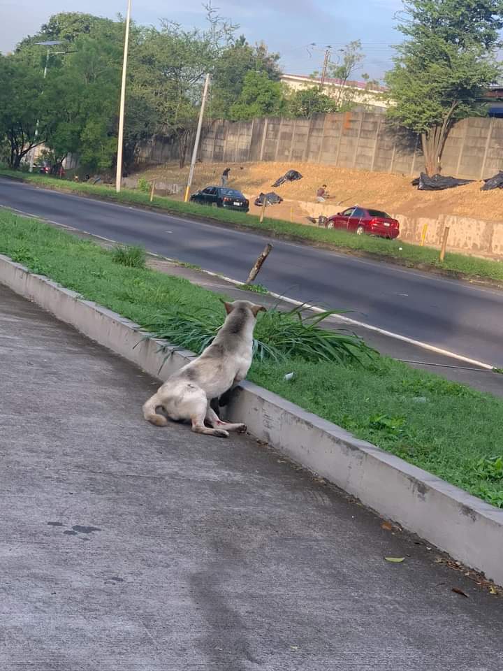 #Reportan #URGENTE #Comparte #soyapango  <a href="/ibaelsalvador/">Instituto de Bienestar Animal</a> <a href="/PatitasSalva/">Salva Patitas SV</a> <a href="/salvadogsv/">Salvadogsv</a> <a href="/AlcaldiadeSoya/">Alcaldia Municipal De Soyapango</a> <a href="/SoyaModerno/">San Salvador Este</a> <a href="/IvonneHernandSv/">Ivonne Hernández 🇸🇻</a> <a href="/CatDogSV/">FHMD CatDogSv</a>