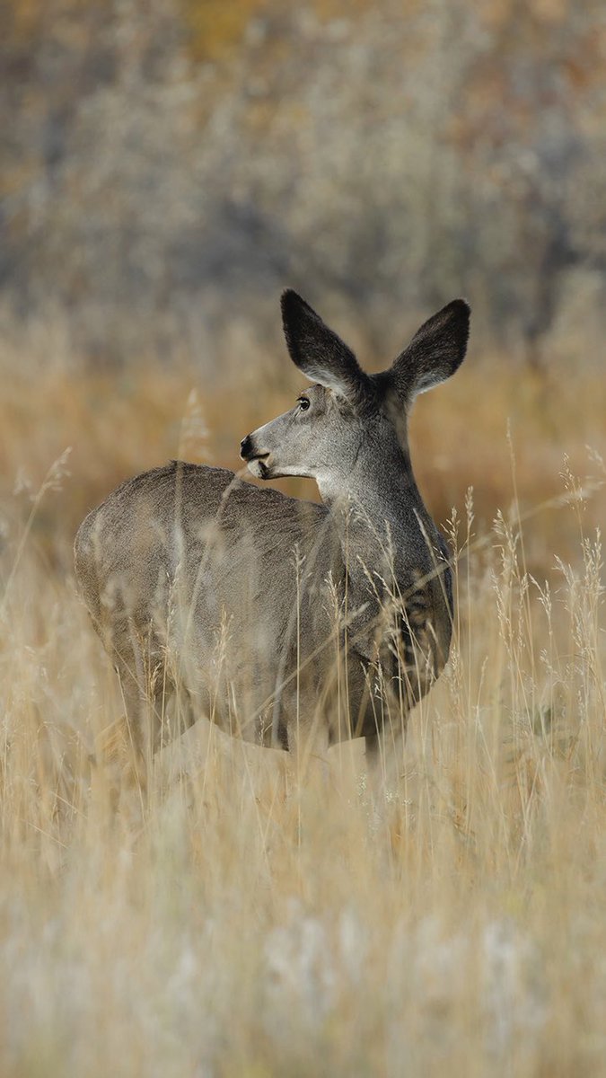 WLSanctuary's tweet photo. gm my beautiful Wildlife family <3 Enjoy the Sanctuary this morning #nature #hiking #wildlifephotographer https://t.co/fpqPJvUO64