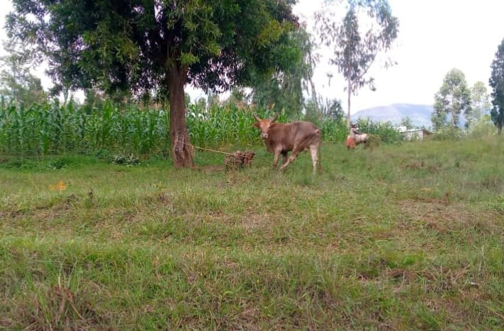 MagazineJimbere's tweet photo. 🐄 Une vache a été volée et égorgée dans la nuit du 19/10/2022, à #Gasare en commune #Matongo (#Kayanza). +20 vaches volées depuis juin 2022 dans cette commune. La population adopte la stratégie des rondes nocturnes pour garder leurs troupeaux https://t.co/9YeY2uTiUq

#Burundi https://t.co/XIxS4p2oA9