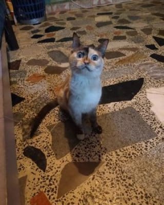oportunican's tweet photo. La gatita se llama Chata edad 1 año y medio esterelizada, espero me pudieran ayudar buscándole un hogar. Miriam Solano 55-11-12-55-81
#adoptanocompres #adopcionresponsable #adopta #adopciones #perro #gato #love #petfriendlycdmx #pets #petsgram #cdmx #cdmx🇲🇽 #amor #peludos #gatito https://t.co/IINYiP5dMZ