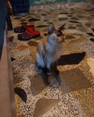 oportunican's tweet photo. La gatita se llama Chata edad 1 año y medio esterelizada, espero me pudieran ayudar buscándole un hogar. Miriam Solano 55-11-12-55-81
#adoptanocompres #adopcionresponsable #adopta #adopciones #perro #gato #love #petfriendlycdmx #pets #petsgram #cdmx #cdmx🇲🇽 #amor #peludos #gatito https://t.co/IINYiP5dMZ