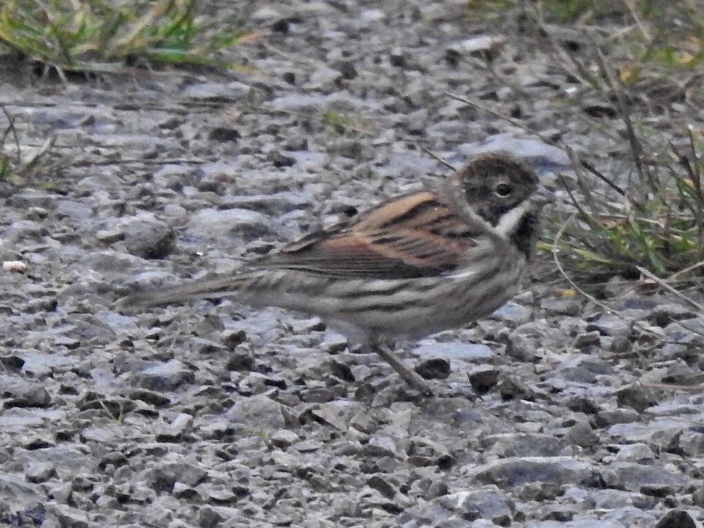 Cannock Chase this am, in the murky conditions, our 1st 2 Bramblings of the year in a flock of Chaffinch,also a mixed flock of redwing and fieldfare, 1x mistle thrush a bullfinch, 2x nuthatch, 2x treecreeper, and a Reed Bunting. There are chaffinch in the first picture honest.
