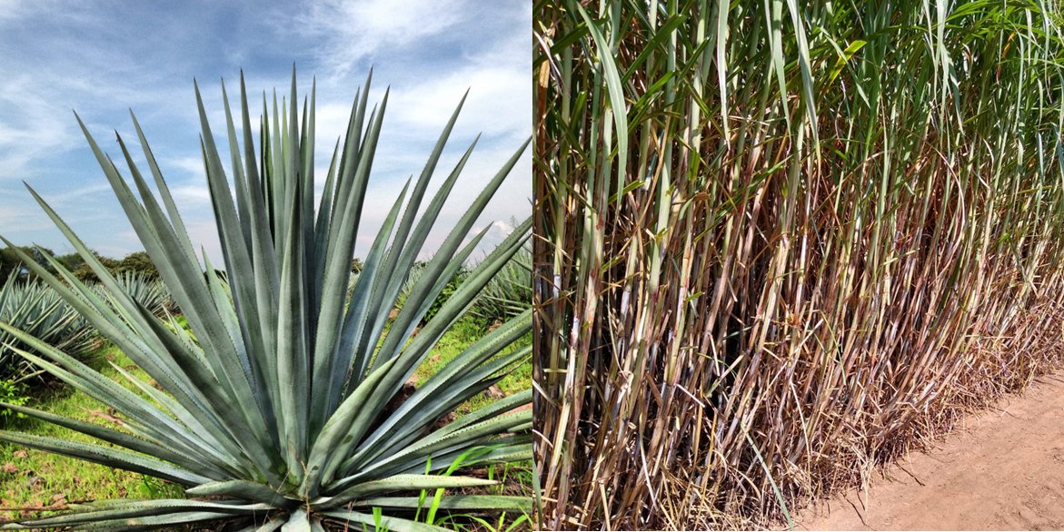 Happy to share our new chapter on the potential of producing biofuel from Energy cane and Agave. Energy cane is a more resistant and productive hybrid than sugarcane. Agave is highly productive and grows well in semi-arid regions.

It's out: link.springer.com/chapter/10.100…