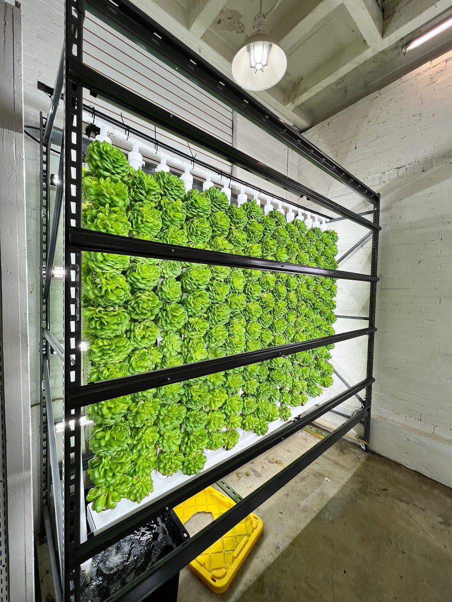 This is our Hydroponic Rack - it grows 360 plants in a 24 sq ft footprint every 30 days, all year-round 🌱

#hydroponics #verticalfarming #urbanfarming #aeroponics #localfood #propelcenter #ponixfarms #ponix