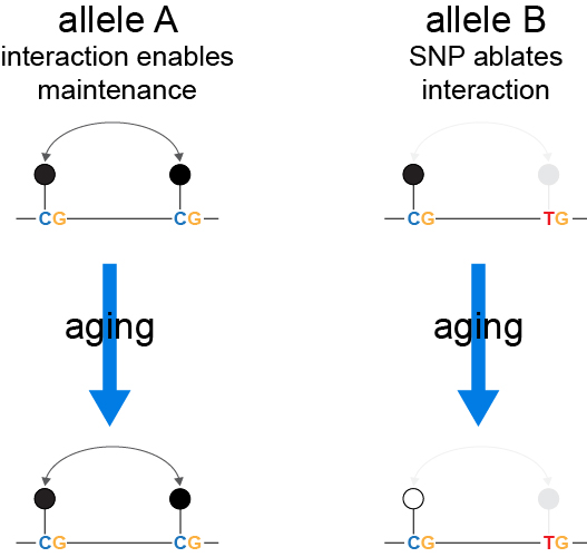 Our work on DNA methylation trajectories during aging has been published. We find that local CpG den...