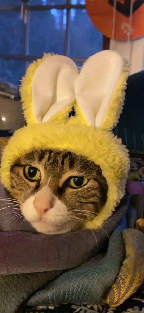 Meow wow! Fur real, the music scene in the Pacific Northwest is the cat's pajamas.
On "Local with Louise" this week, music by <a href="/porchcatmusic/">Porch Cat</a> <a href="/catvalleyband/">Cat Valley</a> <a href="/TacocaTs/">Tacocat</a> <a href="/itchykittyband/">Itchy Kitty</a> <a href="/KittyJunkGirls/">Kitty Junk</a> &amp; more purrr-fectly paw-tastic PNW bands! #music #seattle #pnw #cat