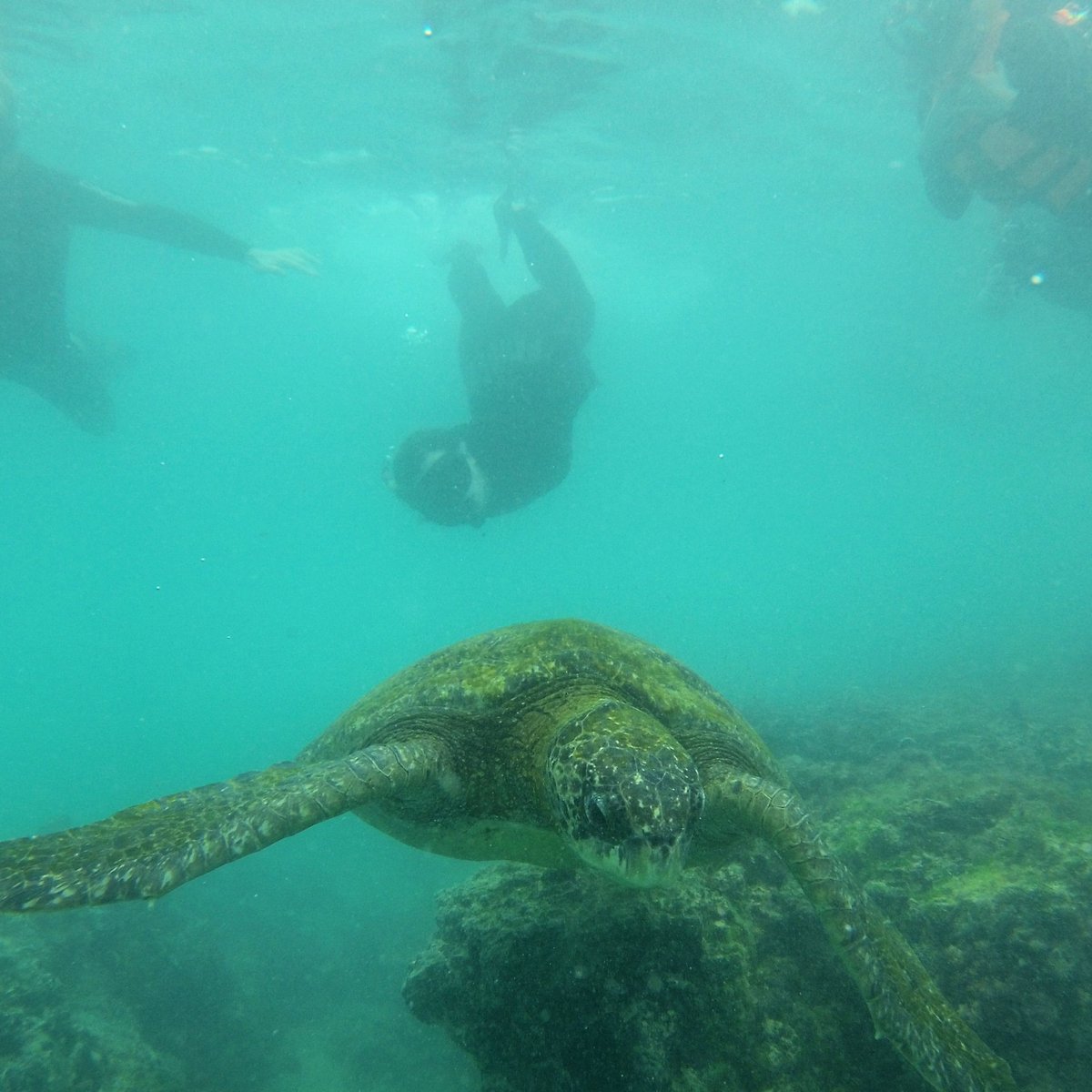 AndeanTrails's tweet photo. Snorkelling at Tintoreras, Isabela Island. Swimming through lava tunnels, amongst turtles and vast amounts of Tintoreras sharks.
And of course plenty fish in the sea!

#galapagos #isabela #snorkelling #snorkeling @tintoreras https://t.co/tSzYmgRnkr