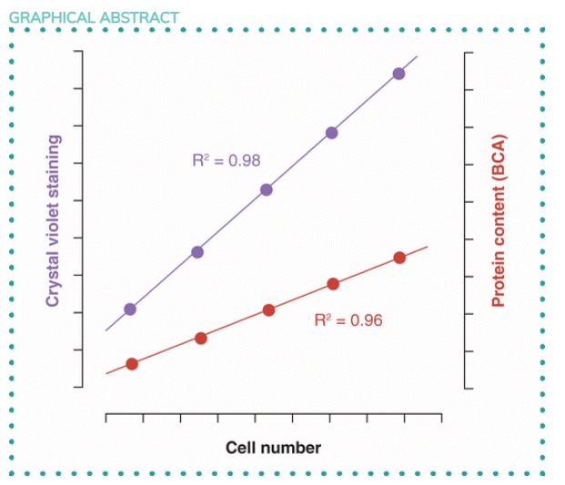 💜🚨 New Publication Alert 🚨🧪 Roses are red and (crystal) violet is a simple, rapid and reliable alternative for the normalization of cellular experimental data… Find out more about this protocol >>> bit.ly/3CgI38y