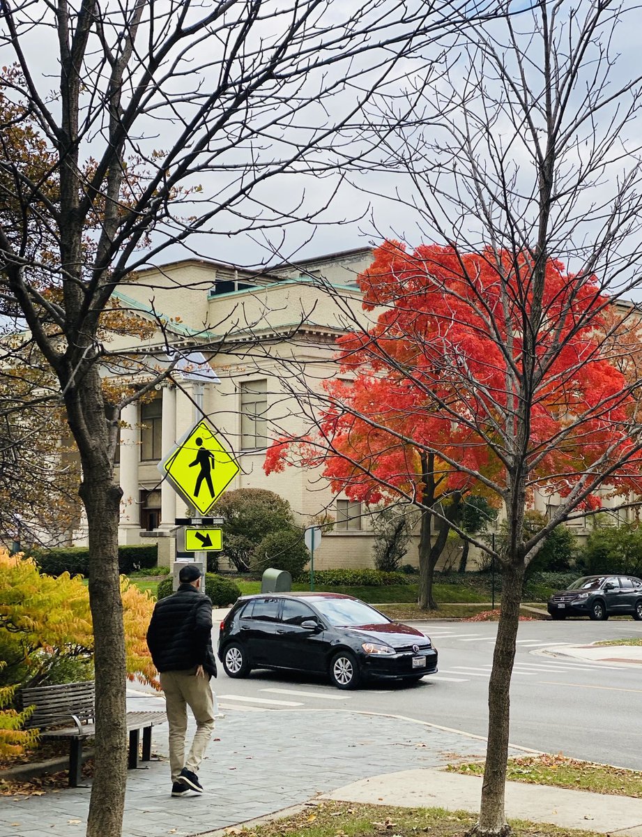 Trees save their secrets till fall. Glorious ♥️ 
#trees #nature #autumn #shareyours