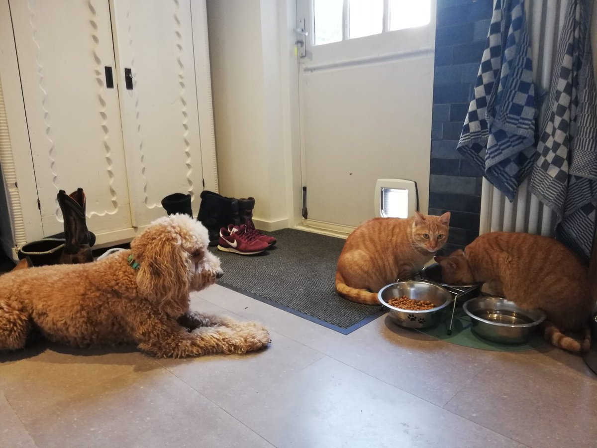 ywanderart's tweet photo. Juul heeft nieuwe brokken, omdat haar merk niet leverbaar is. Ik geloof dat ze niet zo goed weet wat ze nu moet doen. 

Sweet &amp; Chili hebben er blijkbaar minder moeite mee.. https://t.co/89nOCAaLHU