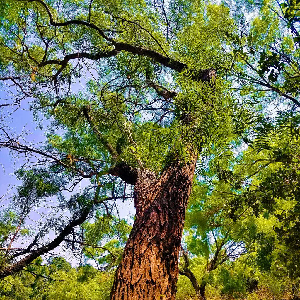 able_acorn's tweet photo. The uniqueness of each tree makes me stop and admire their beauty. The slower I go and take my time the closer I feel to nature. My world slows down and I can just relax.
#tree_lovers #treelover #treelovers #slowdown #takeabreak #enjoynature #naturebreak https://t.co/699qDpyHxd