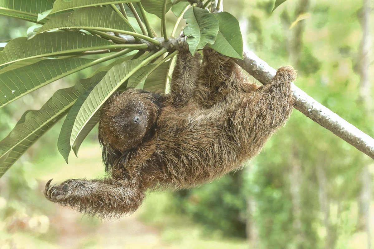 Happy International Sloth Day! #DYK these slow movers can spend up to 90% of their lives hanging upside down? Pretty impressive!🦥 📸: João Rafael Gomes de Almeida e Marins/TNC Photo Contest 2019