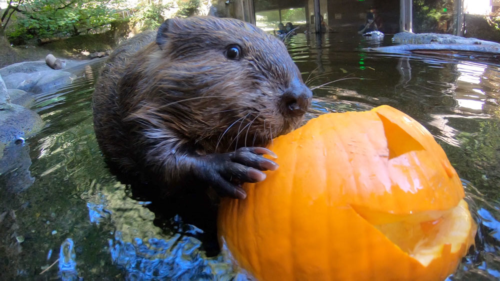 Oregon Zoo tweet media