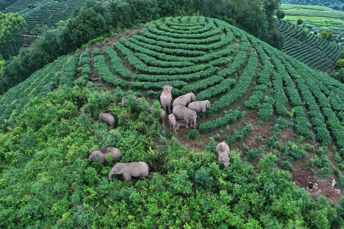 Can People & Elephants Share Landscapes? Yes. 'The first step is better protecting people’s lives & livelihoods'... Asian elephants mostly roam outside protected areas @janeqiuchina @Nature nature.com/articles/d4158… #ConservationOptimism