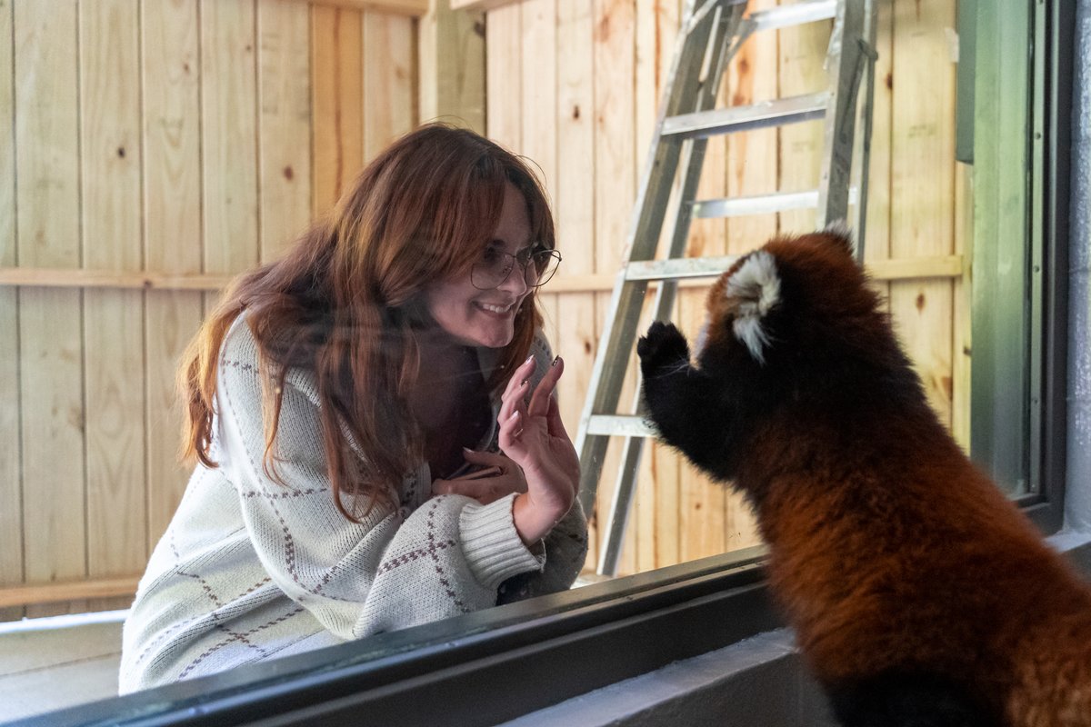 GSOSciCenter's tweet photo. Important Ravi Update:
The time has come for Ravi to be moved to the red panda exhibit. His feeding times will now be 11:30am and 4:00pm, which guests can still witness at the indoor panda habitat window.

#GreensboroScienceCenter #VisitGSO #RaviRedPanda #RedPanda #RedPandaCub https://t.co/Agmf9Idvk1
