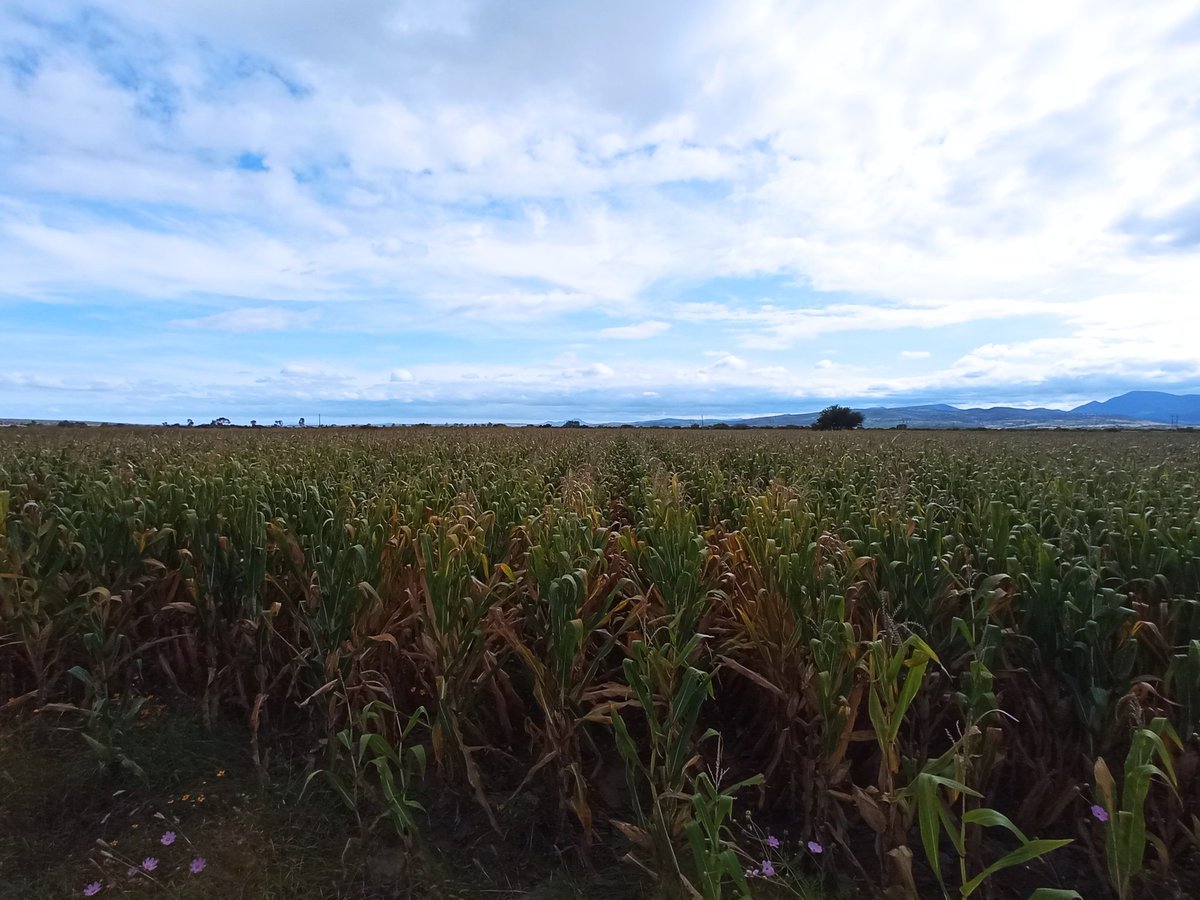 Ya falta poco, 🌽 en R4-R5, se ve que funciono bien el sellador, alta productividad #SanFelipeGto, buscando sustentabilidad y rentabilidad, estrategia de reconversión sustentable de @SDAyR_GTO, estimando 12Ton/Ha, promedio en zona 7Ton/Ha. No son fotos de la orilla, son en medio.
