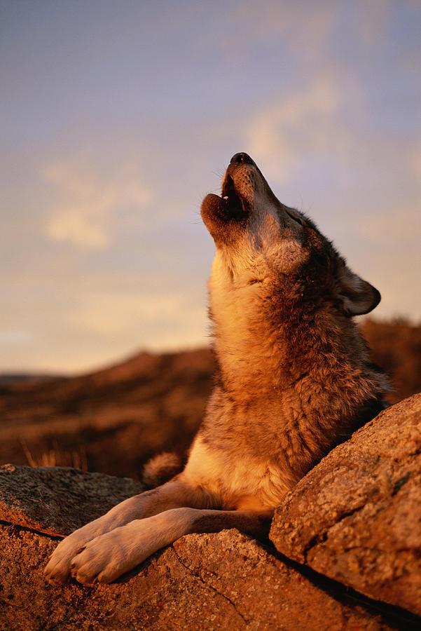 HourlyWolves presents: