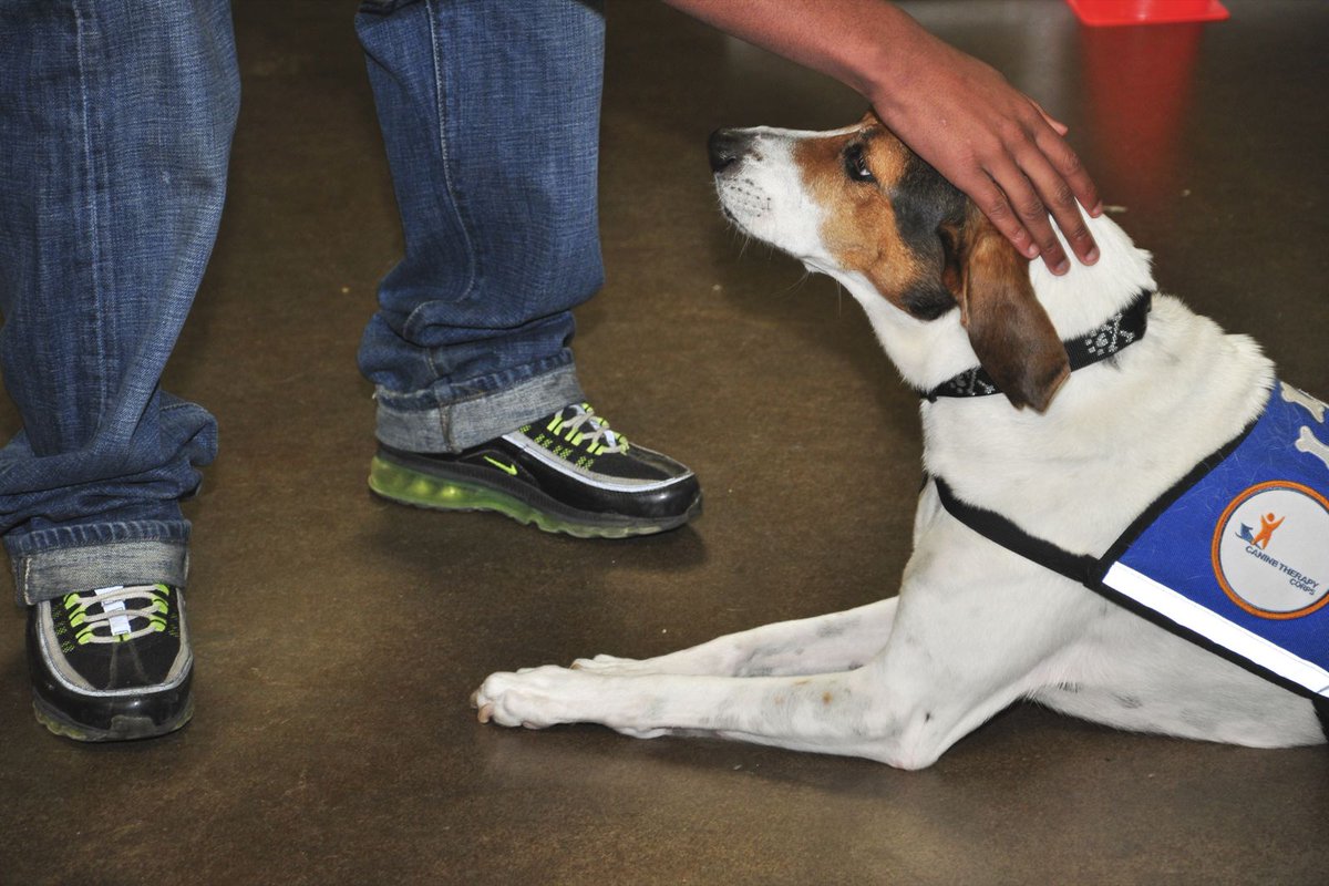 Canine Therapy Corps tweet media