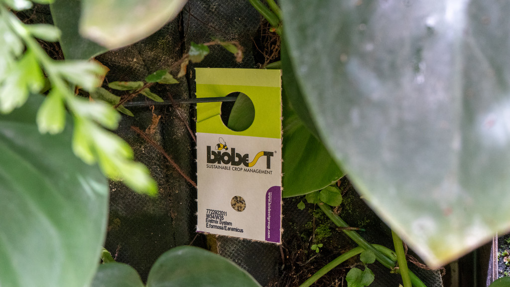 longwoodgardens's tweet photo. No, we didn’t forget to take the plant labels off our Green Wall. These cards have 50-100 Encarsia Formosa &amp; Eretmocerus eremicus pupae on them to help combat whitefly! Find out more about IPM and beneficial bugs ➡️ https://t.co/Gr3dFJ9DMX https://t.co/egVOW7nXh6