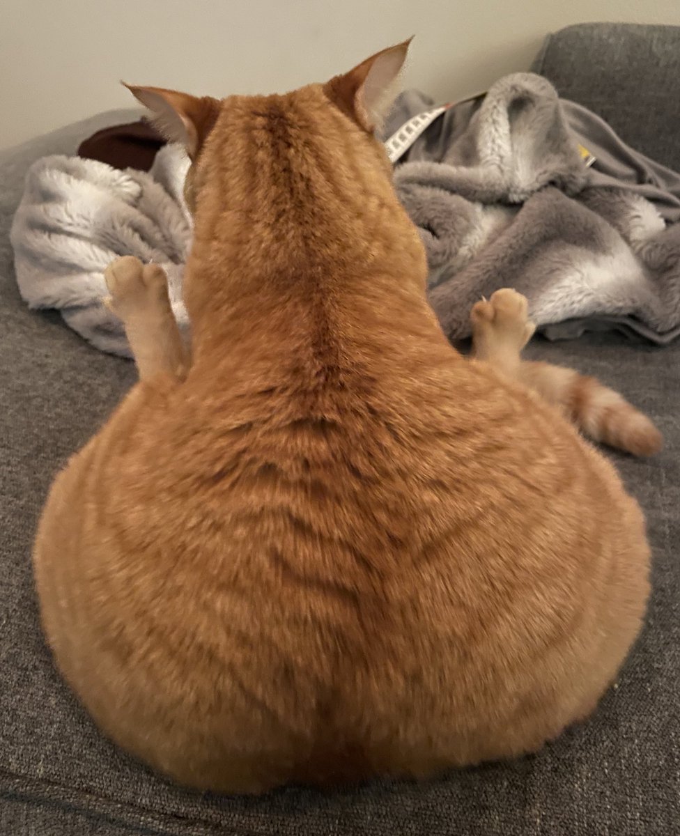 archie the bub tweet media