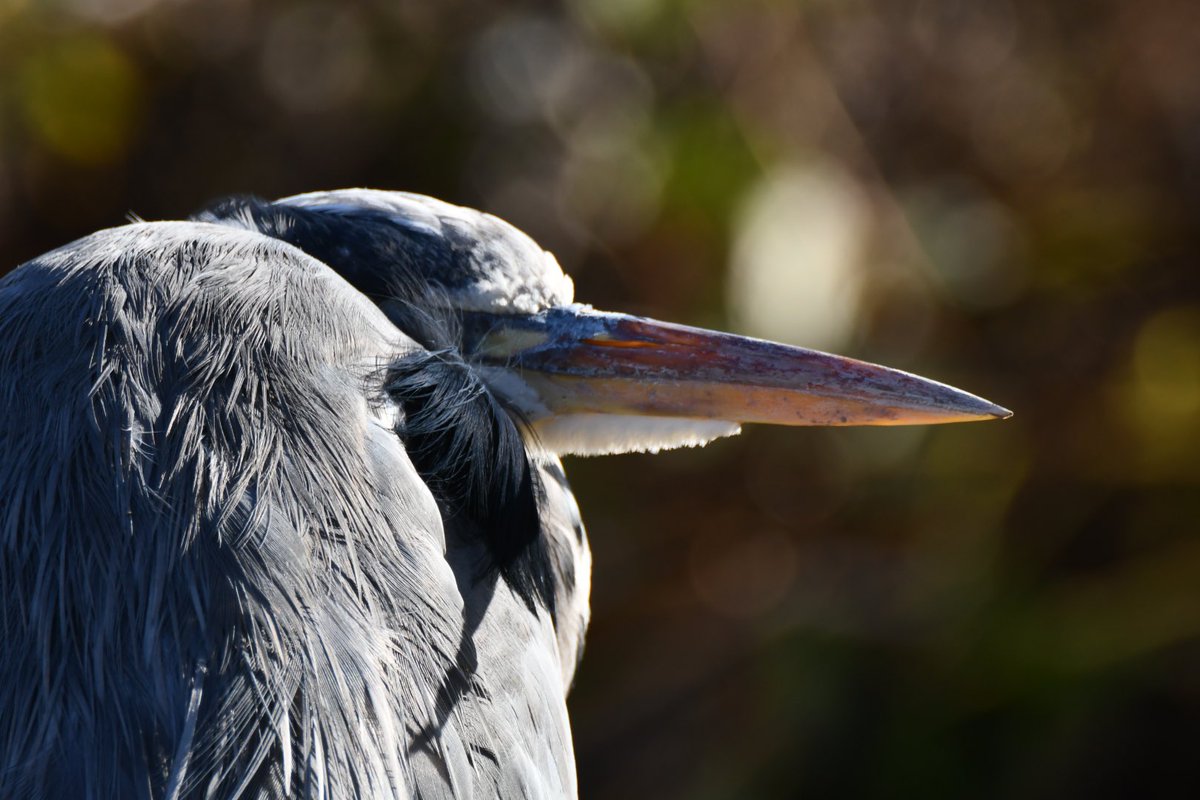 Resident <a href="/TurfLocksPub/">TurfLocksPub</a> seal eating an eel.Then resting on the pontoon at the quay. This Heron not at all well possibly Bird Flu? <a href="/RSPBExeEstuary/">RSPB Exe Estuary & Darts Farm</a> @Exeestuary <a href="/WildlifeTrusts/">The Wildlife Trusts</a> <a href="/wildlife_devon/">Wildlife In Devon</a> @ExminsterMarsh