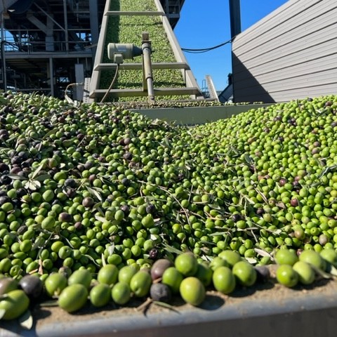 Pearls Olives tweet media