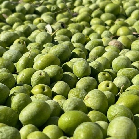 POV: You're an olive on your way from tree to table.🫒 We're celebrating the end of another fall harvest season as the only U.S. owned Black Ripe Olive company, supporting our local farmers and American jobs. Cheers!