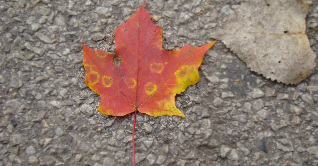 Join us today at 12 noon for a trail walk!  FREE--meet at the Nature Center.