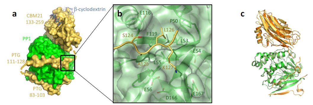 GabriGiachin's tweet photo. Combining #MacromolecularCrystallography @elettrasincro and #bioSAXS @esrfsynchrotron to unveil the PP1/PTG complex structure involved in #glycogenmetabolism and in #laforadisease. See our @NatureComms research published with @PaolaStorici and @XtallabIT. https://t.co/G0jBtjfch9 https://t.co/eHCtuwyJ2V