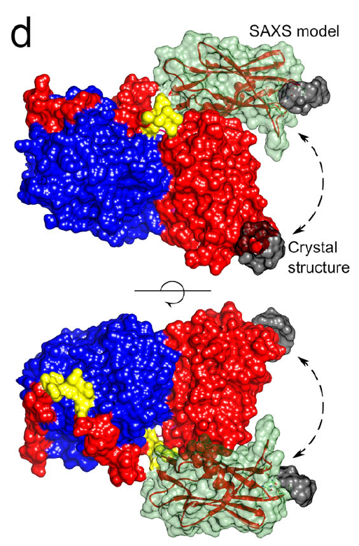 GabriGiachin's tweet photo. Combining #MacromolecularCrystallography @elettrasincro and #bioSAXS @esrfsynchrotron to unveil the PP1/PTG complex structure involved in #glycogenmetabolism and in #laforadisease. See our @NatureComms research published with @PaolaStorici and @XtallabIT. https://t.co/G0jBtjfch9 https://t.co/eHCtuwyJ2V