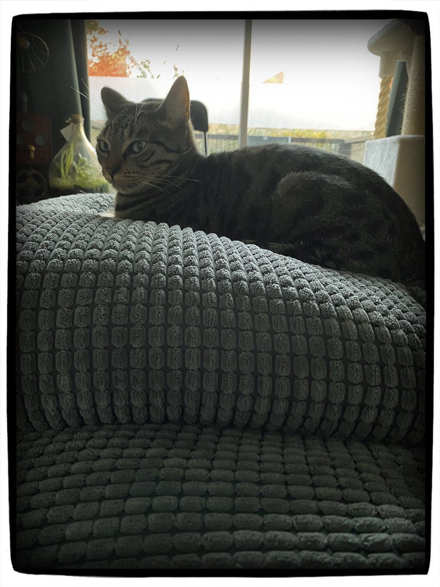 Ramsaran_N's tweet photo. Prins op de erwt … 

#CatSpam #Billy #Prins #Erwt #ZwaarLeven https://t.co/NbbK8sve9a