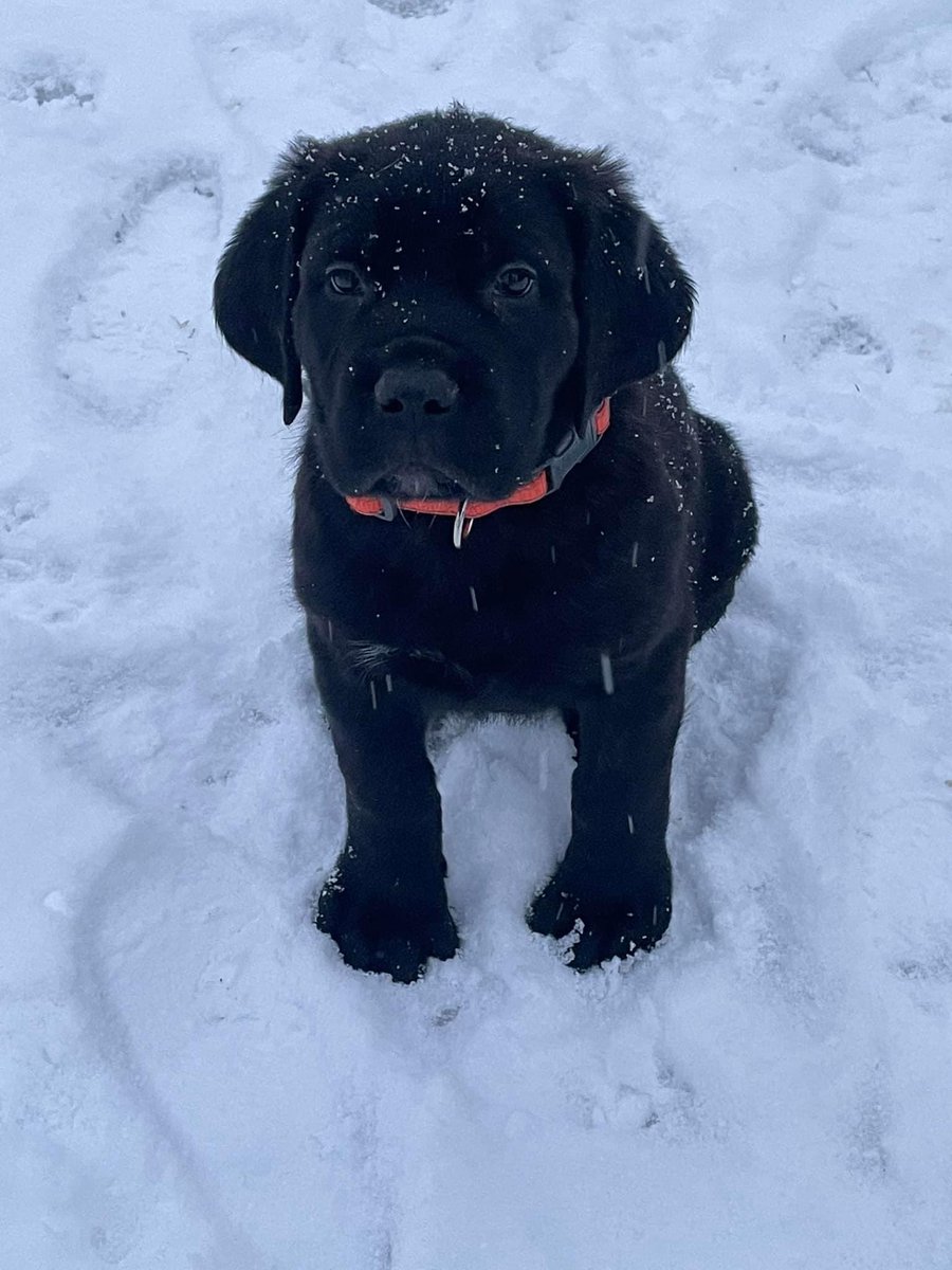 RottieCole's tweet image. Well it’s throw back Thursday!! Let’s see a picture of you on your FIRST day home! This is me, Walter and Sultan on our first day home with mom! #dogsoftwitter #TBThursday #firstdayhome
