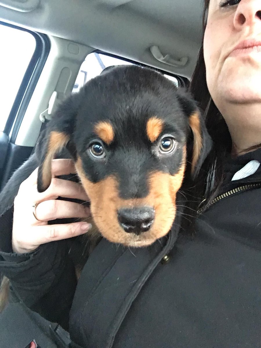 RottieCole's tweet image. Well it’s throw back Thursday!! Let’s see a picture of you on your FIRST day home! This is me, Walter and Sultan on our first day home with mom! #dogsoftwitter #TBThursday #firstdayhome