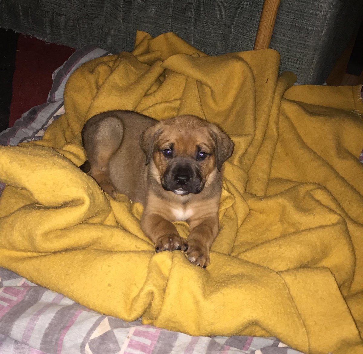 RottieCole's tweet image. Well it’s throw back Thursday!! Let’s see a picture of you on your FIRST day home! This is me, Walter and Sultan on our first day home with mom! #dogsoftwitter #TBThursday #firstdayhome