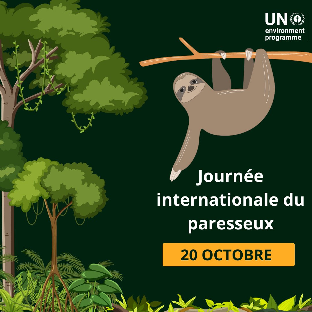 Les paresseux sont menacés par: 🌳la déforestation 🏡la dégradation de leur habitat ⚠️le commerce illégal Pour en savoir plus, consultez les efforts de l'@UNEP_francais pour les protéger. bit.ly/3TkOizl #SlothDay