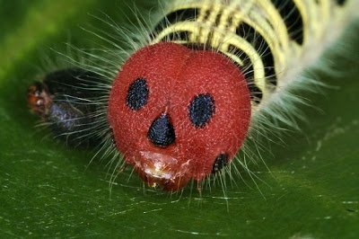 Jack-o-lantern caterpillar. (Photo Soon Chye)