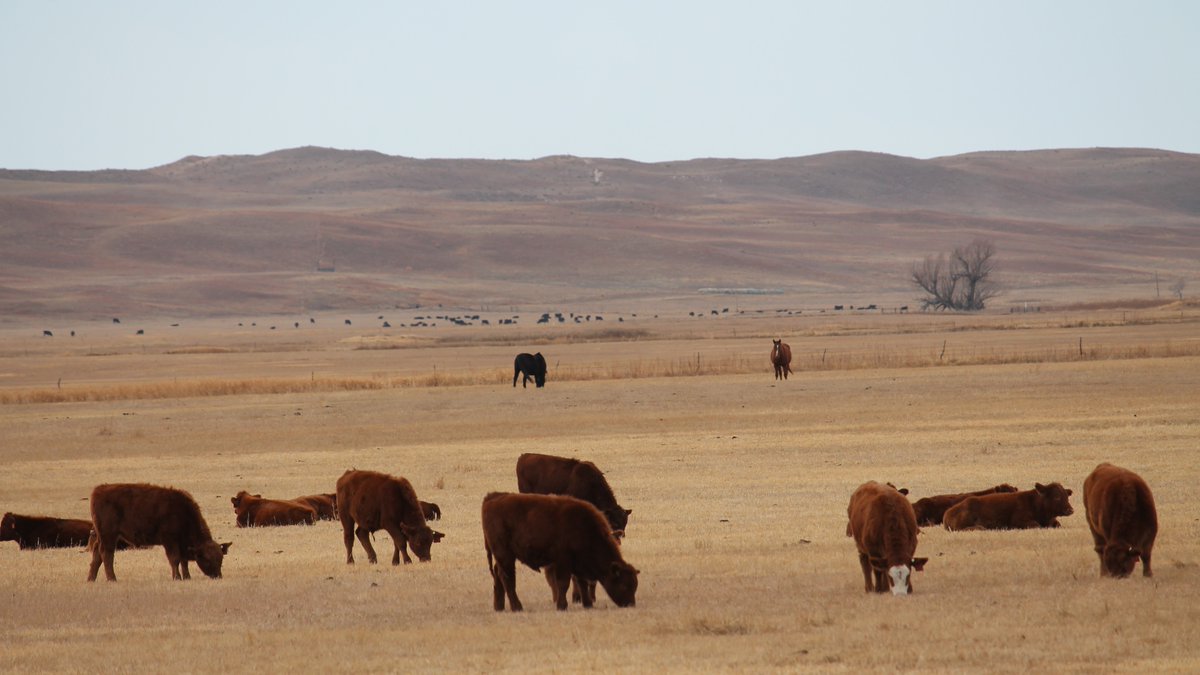 This week, Pasture Rangeland Forage (PRF) Insurance has been mentioned at meetings. Sign-up deadline is December 1. At first, it can look overwhelming, but read more from UNL's Aaron Berger about this possible risk management tool: beef.unl.edu/cattleproducti…
