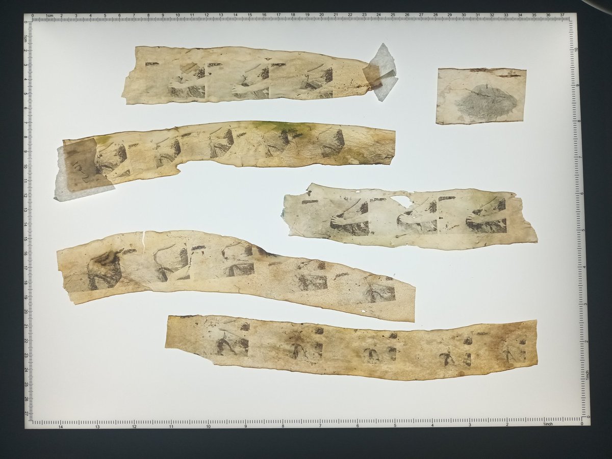 opening tommorow 6pm, new exhibiton of my work with seaweed 'ensure a perfect representation of every plant' Hot Compost @ screw gallery, Leeds. #AltPhotography #MovingImage