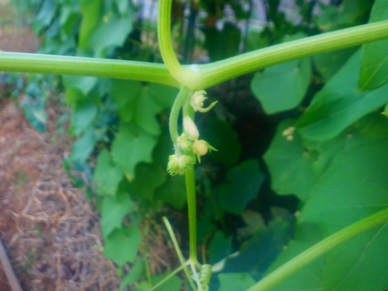 うさ 11 4 ハヤトウリ がガンガン大きく育っています 産直でチェックしてるけど うちの方が俄然デカイわよ 地味に枯れ葉取りをやるんだけど 首が痛い ハヤトウリは来年もぜひ作りたいと思ってる 家庭菜園 ハヤトウリ T Co Adnrg1ljk9 Twitter